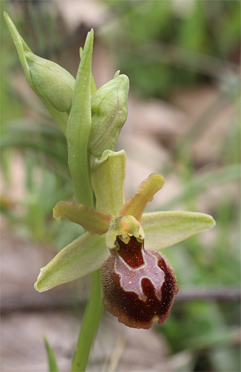 Ophrys minipassionis, Coppa di Mezzo.