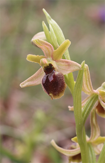 Ophrys minipassionis, Coppa di Mezzo.