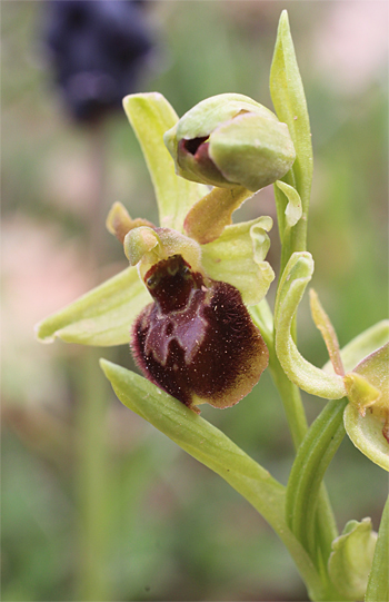 Ophrys minipassionis, Coppa di Mezzo.