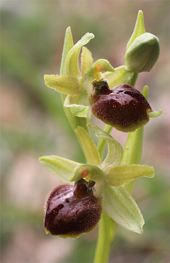 Ophrys minipassionis, Coppa di Mezzo.