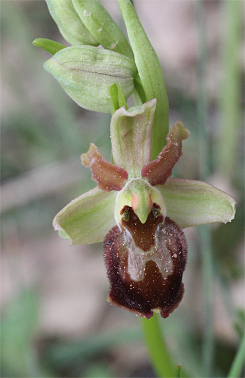 Ophrys minipassionis, Coppa di Mezzo.