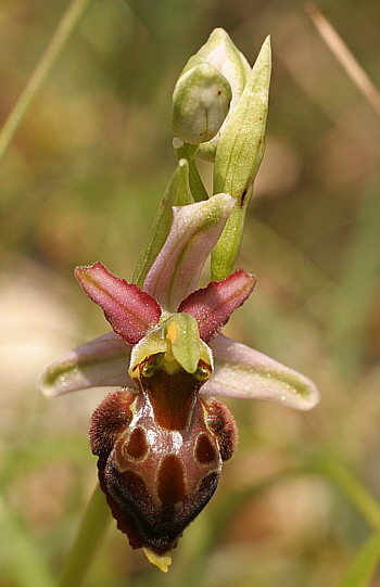 Ophrys morisii, Ortuabis.