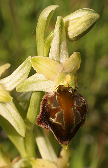 Ophrys morisii, Ortuabis.