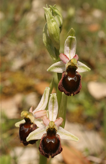 Ophrys morisii, Ortuabis.