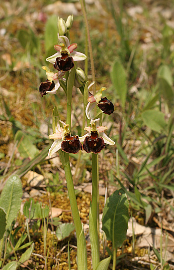 Ophrys morisii, Ortuabis.