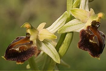 Ophrys morisii, di Antas.