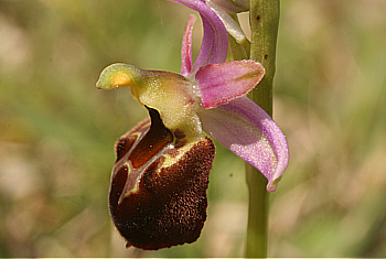 Ophrys morisii, Ortuabis.