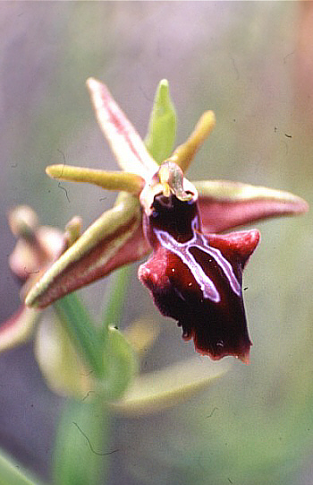 Ophrys morio, Neo Chorio.