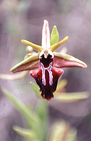 Ophrys morio, Neo Chorio.