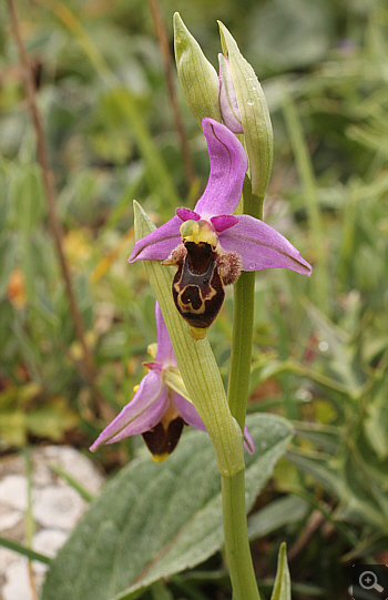 Ophrys mycenensis, Geraki.