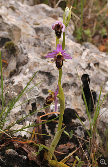 Ophrys mycenensis, Kosmas.