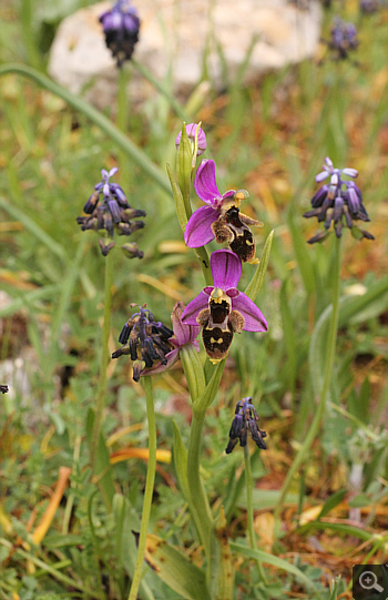 Ophrys mycenensis, Kosmas.