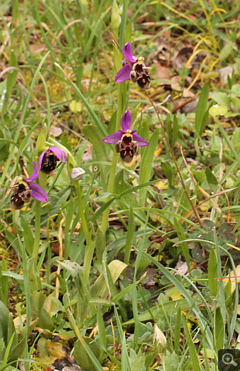 Ophrys mycenensis, Kosmas.