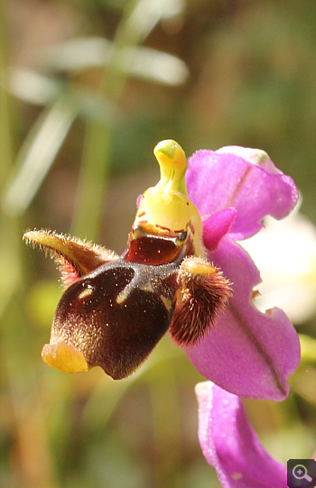 Ophrys mycenensis, Mykene.