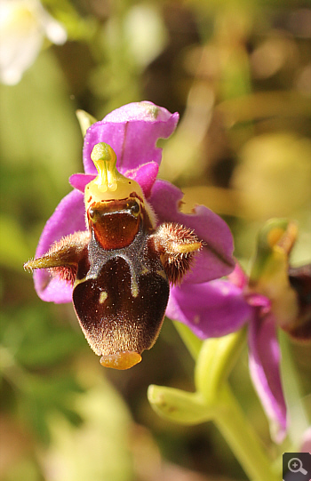 Ophrys mycenensis, Mykene.