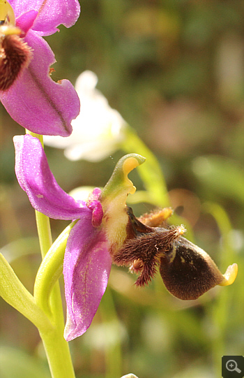 Ophrys mycenensis, Mykene.