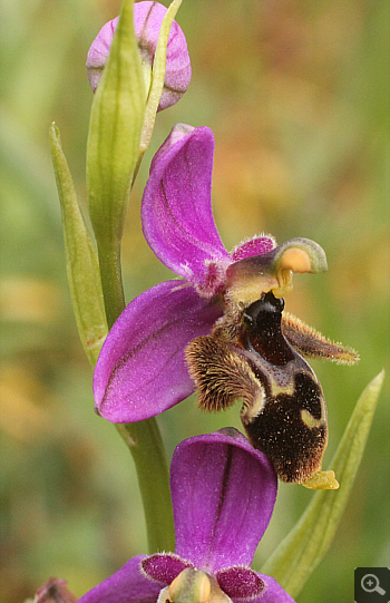 Ophrys mycenensis, Kosmas.