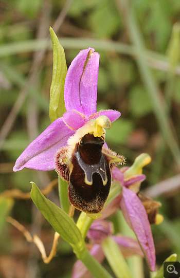 Ophrys mycenensis, Mykene.