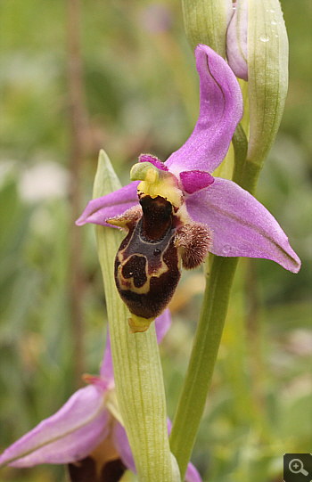 Ophrys mycenensis, Geraki.