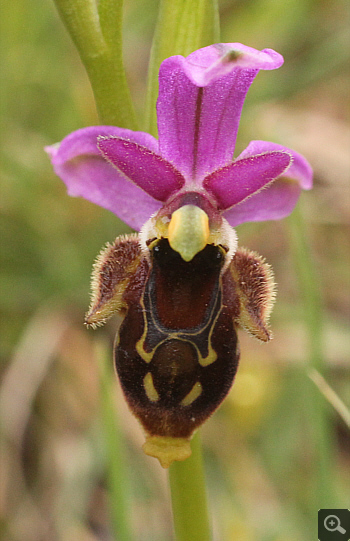 Ophrys mycenensis, Kosmas.
