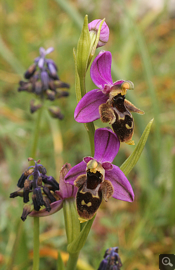 Ophrys mycenensis, Kosmas.