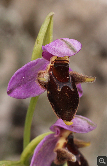 Ophrys mycenensis, Mykene.