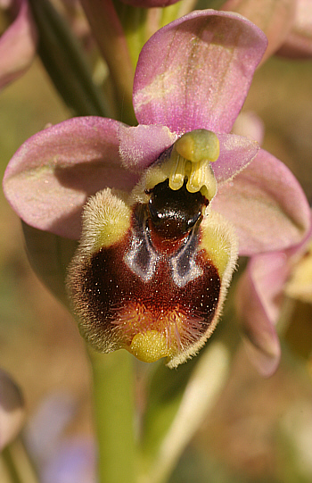 Ophrys neglecta, Ortuabis.