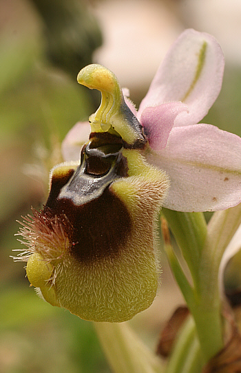 Ophrys neglecta, Punta Negra.