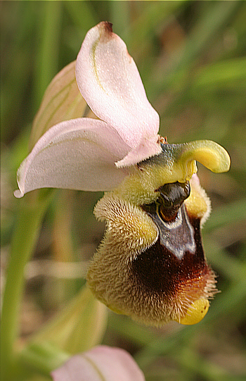 Ophrys neglecta, Punta Negra.