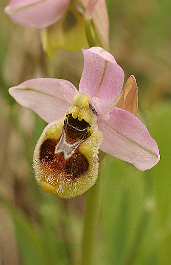 Ophrys neglecta, Punta Negra.