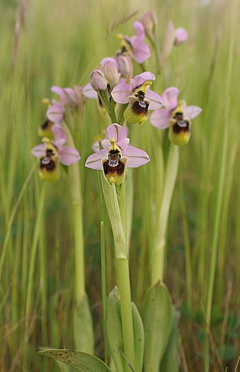 Ophrys neglecta, di Antas.