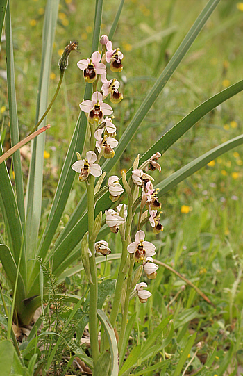 Ophrys neglecta, Domusnovas.