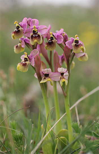 Ophrys neglecta, San Giovanni Rotondo.