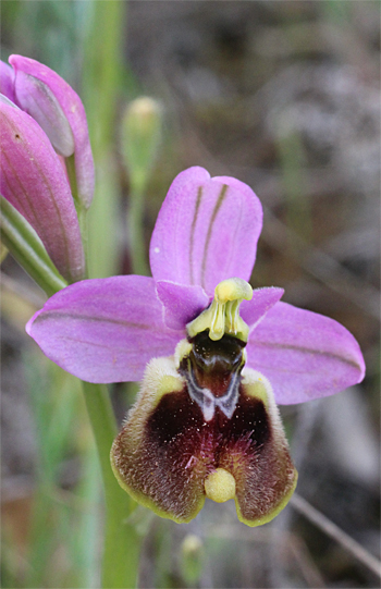 Ophrys neglecta, Altamura.