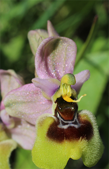 Ophrys neglecta, Monte Sacro.