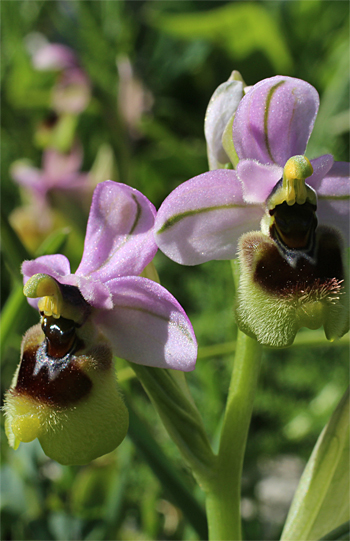 Ophrys neglecta, Monte Sacro.