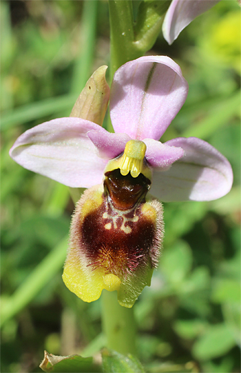 Ophrys neglecta, Monte Sacro.