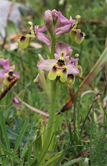 Ophrys neglecta, San Giovanni Rotondo.