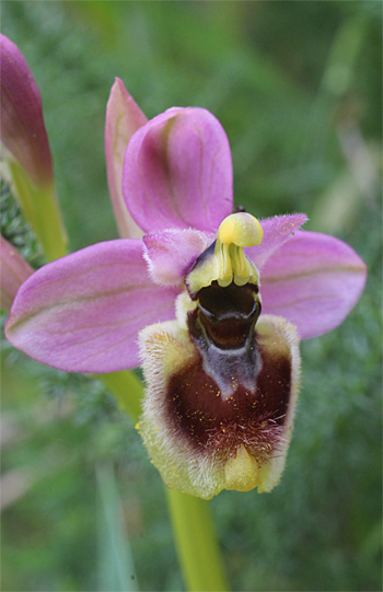 Ophrys neglecta, Valle della Monaca.