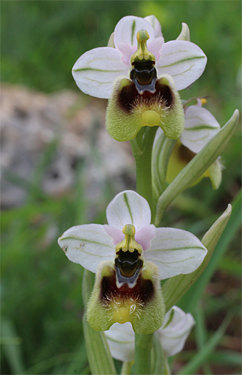 Ophrys neglecta, Valle della Monaca.