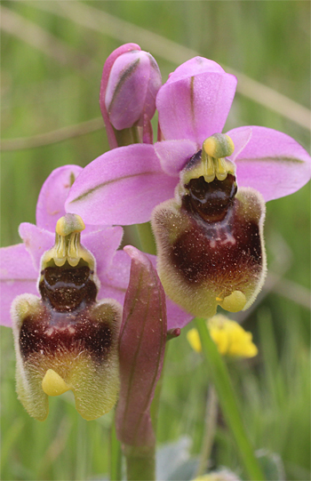 Ophrys neglecta, Valle della Monaca.