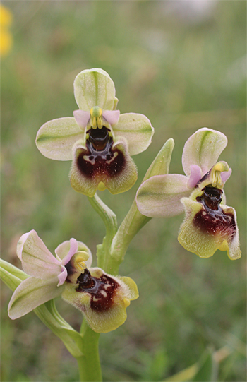 Ophrys neglecta, San Giovanni Rotondo.