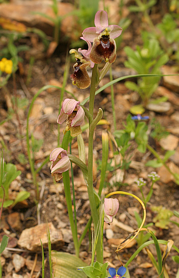 Ophrys normannii, Domusnovas.