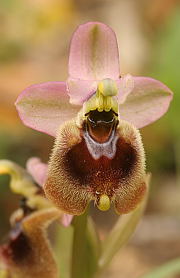 Ophrys normannii, Domusnovas.