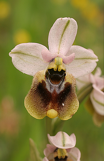 Ophrys normannii, Domusnovas.