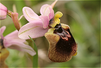 Ophrys normannii, di Antas.