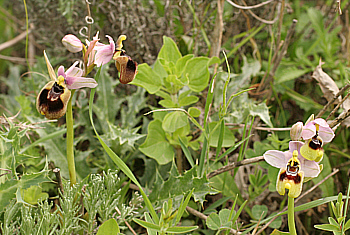 Ophrys normannii, di Antas, [with Ophrys neglecta (on the right)].