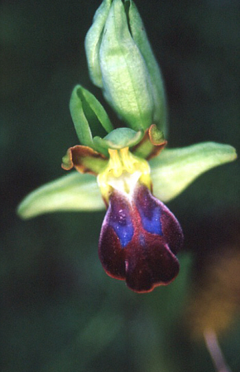 Ophrys obaesa, Palermo.