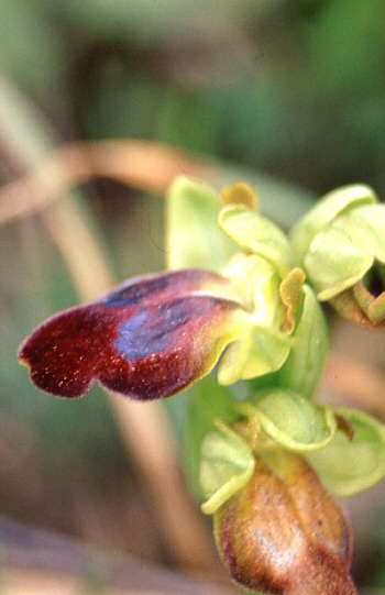 Ophrys obaesa, Palermo.