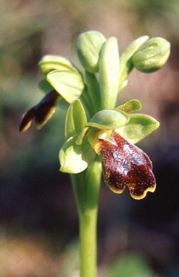 Ophrys obaesa, Palermo.